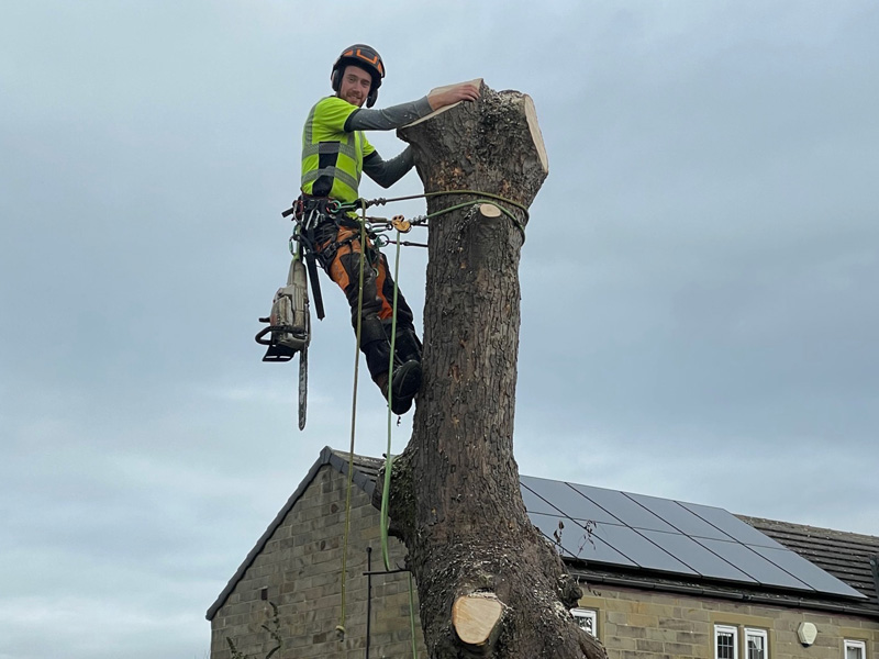 Tree Surgery Huddersfield